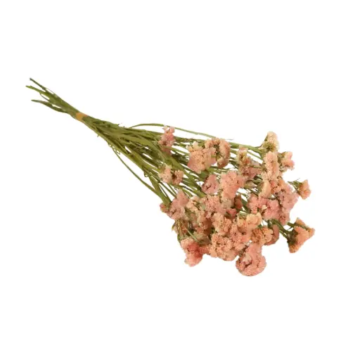 [DF-STATIC-PH] Dried Flowers - Statice Natural Peach 