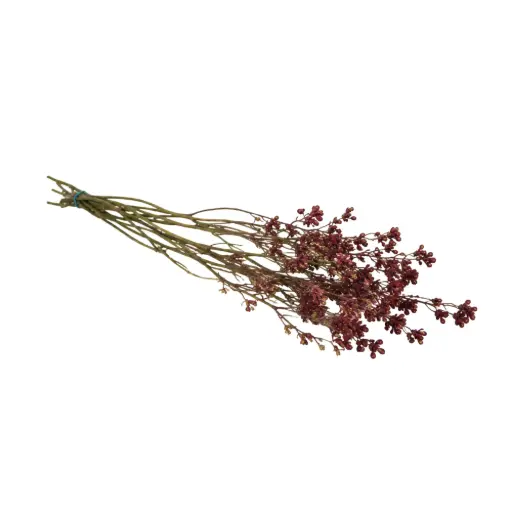 [DF-ANIG-BG] Dried Flowers - Anigozanthos Kangeroo Paw Natural Burgundy 