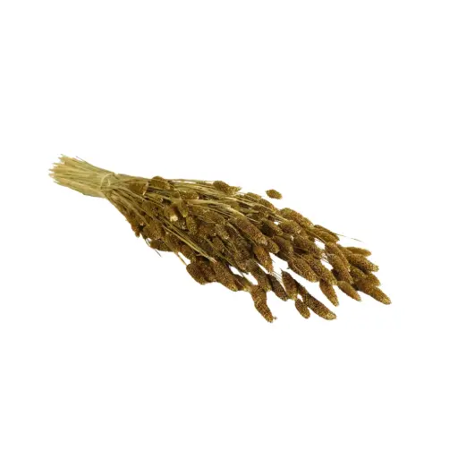 [DF-PHAL-GD] Dried Flowers - Phalaris Gold 