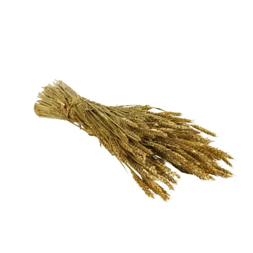 [DF-TAR-GD] Dried Flowers - Tarwe (triticum) Gold 