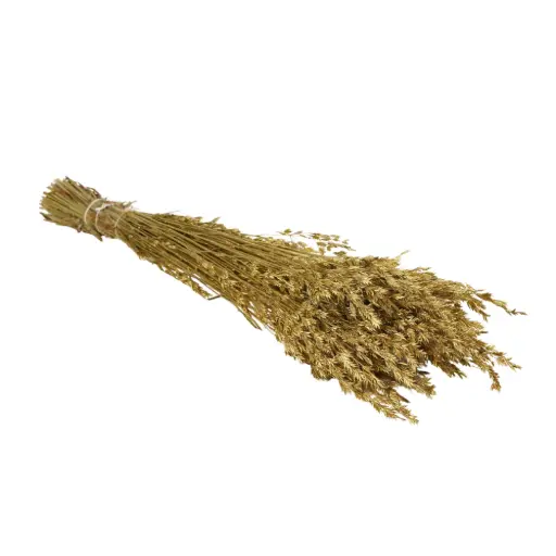 [DF-BROM-GD] Dried Flowers - Bromus Gold 