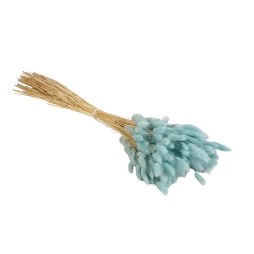 [DF-LAG-BB] Dried Flowers - Lagurus Baby Blue 