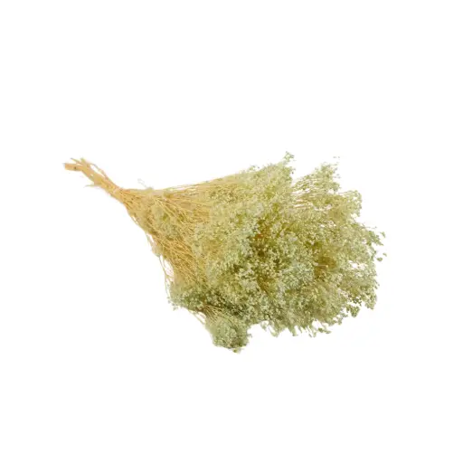 [DF-BRO-BB] Dried Flowers - Broom Bloom Baby Blue 