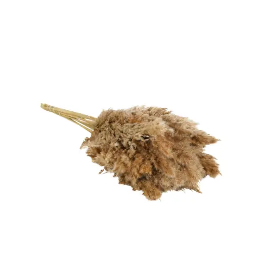 [DF-REED-NAT] Dried Flowers - Reed Plum Natural 
