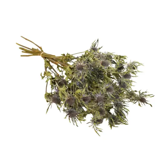 [DF-ERYN-BL] Dried Flowers - Eryngium Natural Blue 