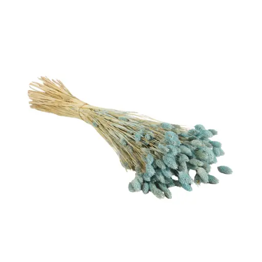 [DF-PHAL-BB] Dried Flowers - Phalaris Baby Blue 
