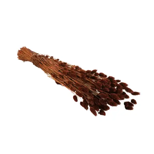 [DF-PHAL-DB] Dried Flowers - Phalaris Dark Brown 