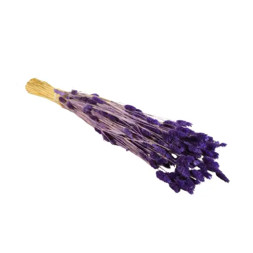 [DF-PHAL-PUR]  Dried Flowers - Phalaris Purple