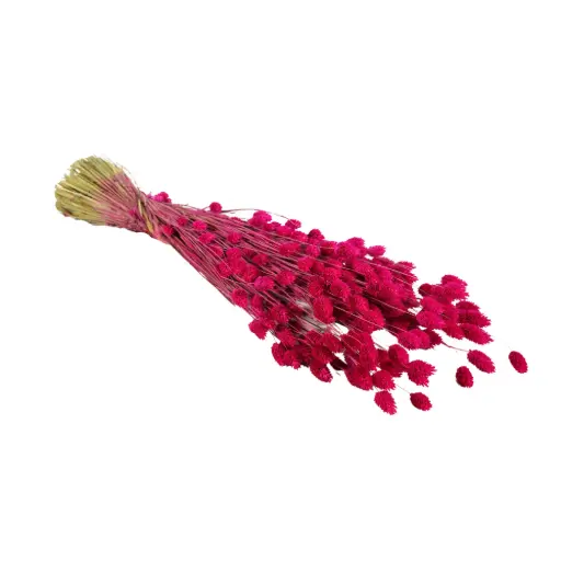 [DF-PHAL-FH] Dried Flowers - Phalaris Fuchsia 