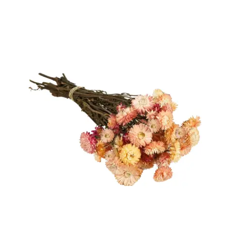 [DF-HELI-LP] Dried Flowers - Helichrysum Light Pink 