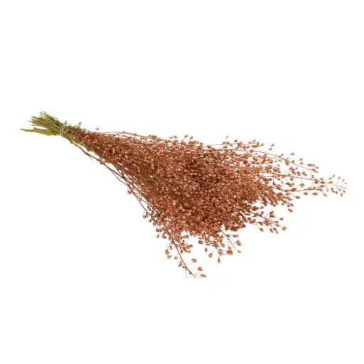 [DF-LUPI-COP] Dried Flowers - Lupidium Copper 