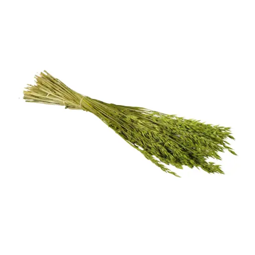 [DF-HAV-GR] Dried Flowers - Haver (Avena) Green 