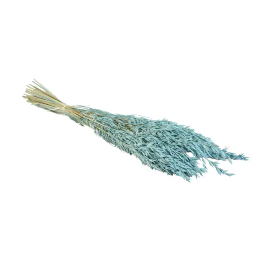 [DF-HAV-BB] Dried Flowers - Haver (Avena) Baby Blue 