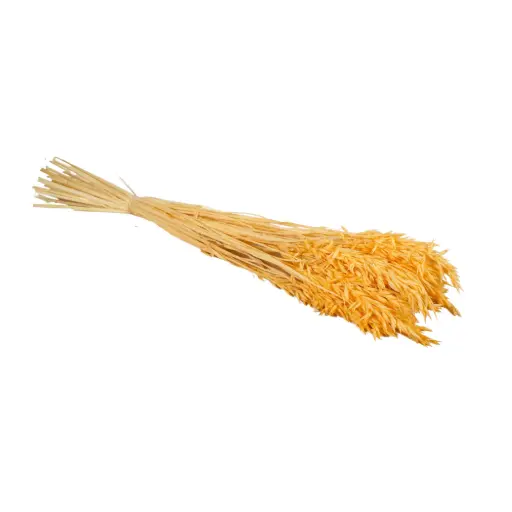 [DF-HAV-PH] Dried Flowers - Haver (Avena) Peach 
