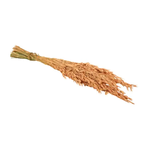 [DF-HAV-COR] Dried Flowers - Haver (Avena) Coral 