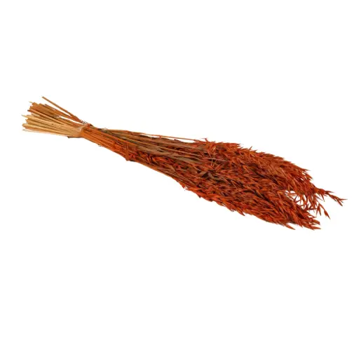 [DF-HAV-TR] Dried Flowers - Haver (Avena) Terra 