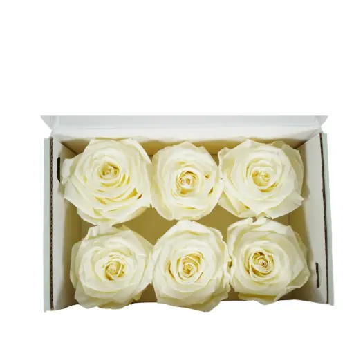 [GF004] Rose Standard W-Box 6 Creme