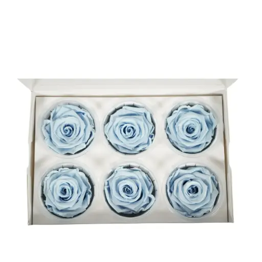 [GF003] Rose Standard W-Box 6 lavender