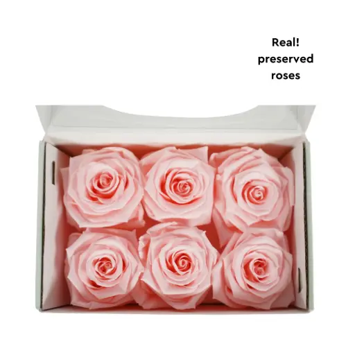 [GF002] Rose Standard W-Box 6 light pink